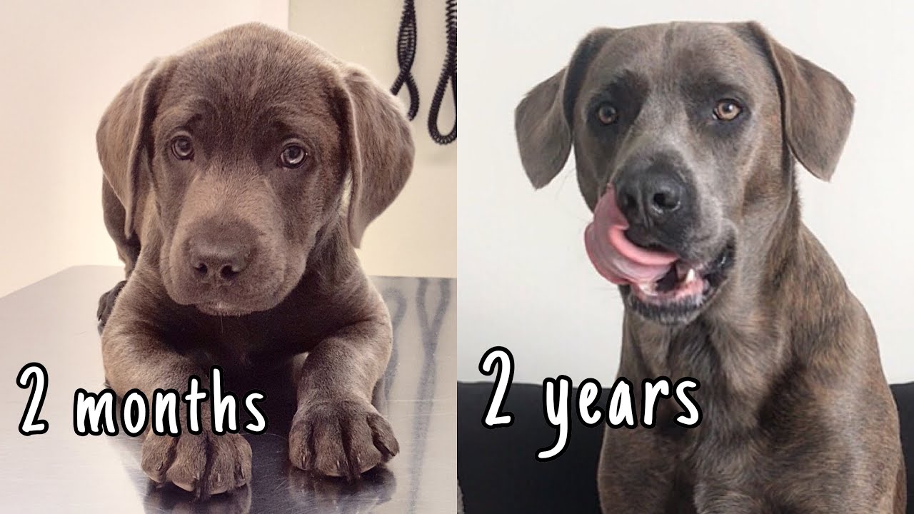LABRADOR/CANE CORSO FROM PUPPY TO ADULT | 2 MONTHS TO 2 YEARS
