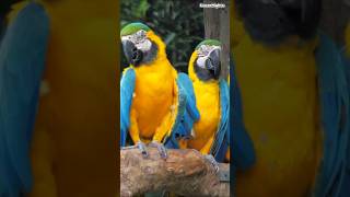 Download lagu Bolivia #travel #explore #bolivia #wildlife #tours #adventure #animals #trending #digidi #shorts mp3