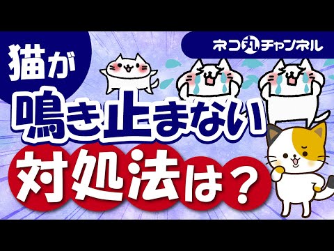 うちの猫が夜によく鳴く - 原因と対処法