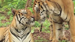 Help us help the Tiger Temple tigers!