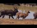 Pundas Buffalo Hyena And Yellow Bill Stork
