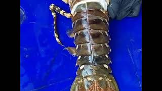 sea food for health