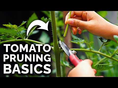 , title : 'How to Prune Tomatoes for Maximum Yield and Plant Health'