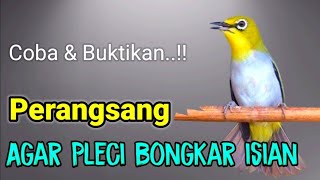 Download lagu PLECI GACOR suara ngalas ngotot - MASTERAN PLECI || Perangsang bunyi agar PLECI bongkar isian. mp3 Download lagu PLECI GACOR suara ngalas ngotot - MASTERAN PLECI || Perangsang bunyi agar PLECI bongkar isian. mp3