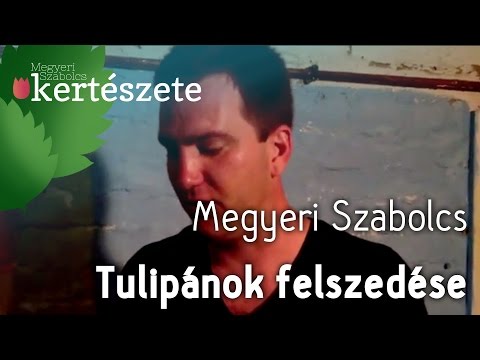 Tulipánok felszedése - Megyeri Szabolcs online Kertészet webáruház Budapest