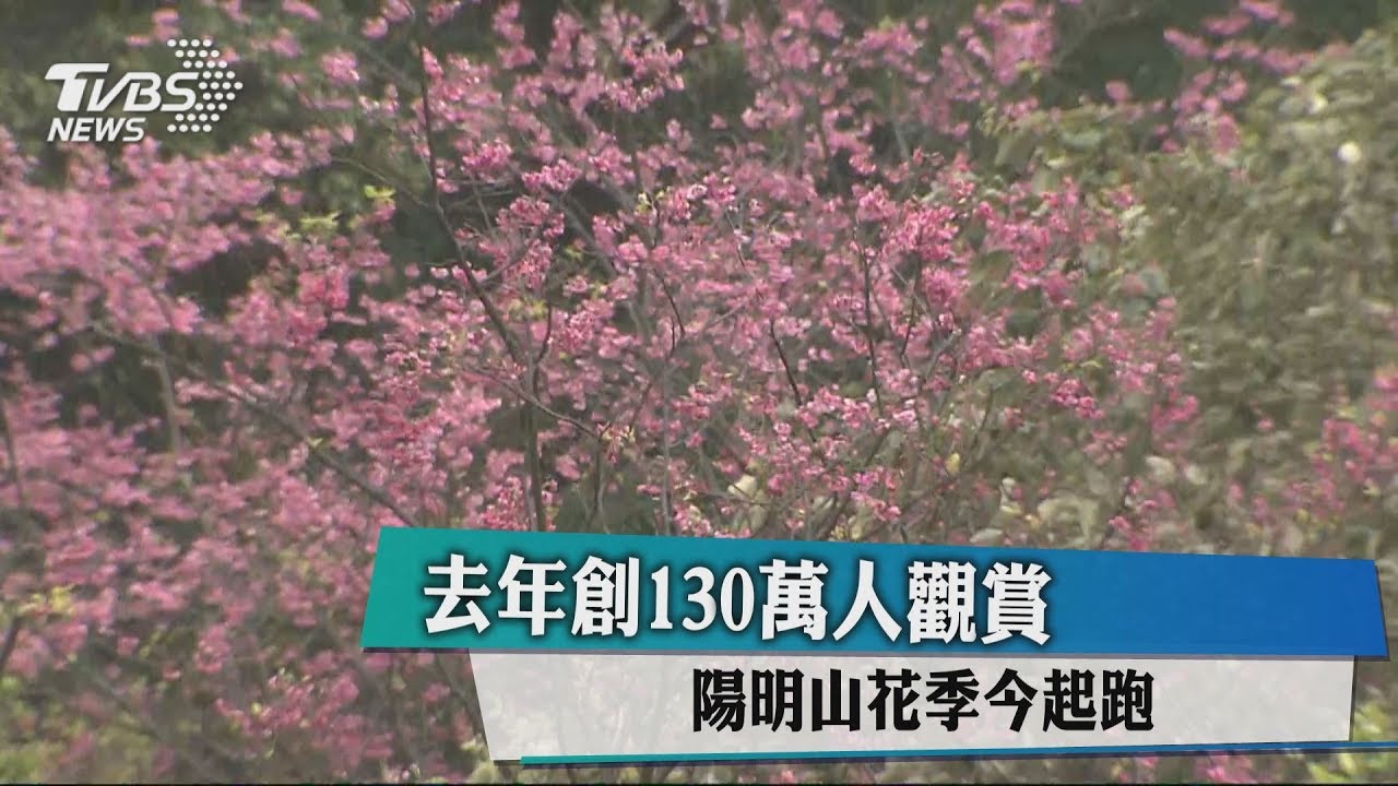 去年創130萬人觀賞 陽明山花季今起跑