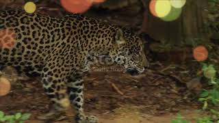 Salvar tu amor  Carlos Vives ‐ Video