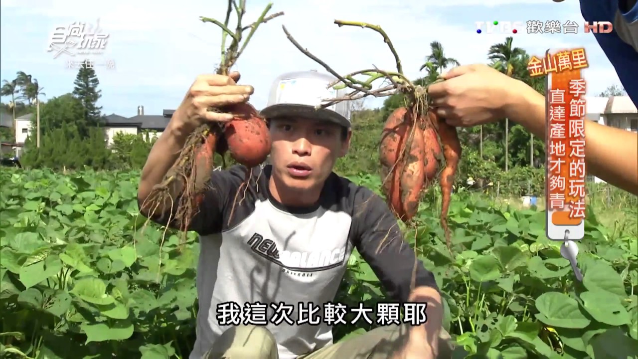 【食尚】黃金地瓜香味四溢 想吃得自己動手挖!