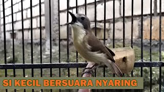 Download lagu MASTERAN REMETUK LAUT NYIUL NGEROLL GACOR ‼️ Suara MP3 PIKAT Burung SIUR jantan betina liaran AMPUH mp3