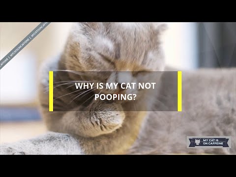 Why Is My Cat Not Pooping?