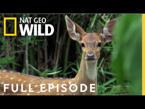 Predator Weapons (Full Episode) | World's Deadliest