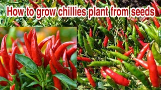 How to grow chilies plant from seeds / Growing Chilies peppers from seeds (Beginning till harvest)