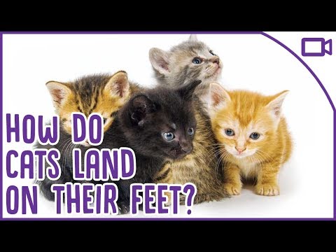 When do Kittens Stop Growing?! Kittens to Cats 101
