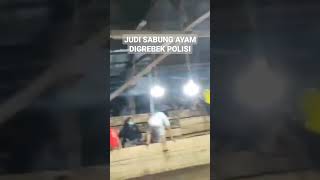 Download lagu Judi Sabung Ayam Digrebek Polisi #shorts #shortvideo mp3 Download lagu Judi Sabung Ayam Digrebek Polisi #shorts #shortvideo mp3