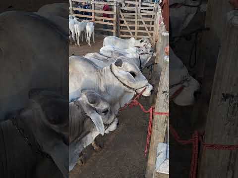 FEIRA DE GADO DE TABIRA PERNAMBUCO