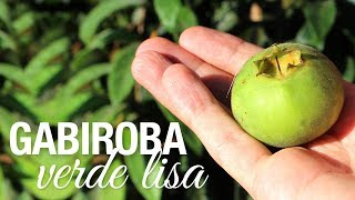 Miniatura do vídeo