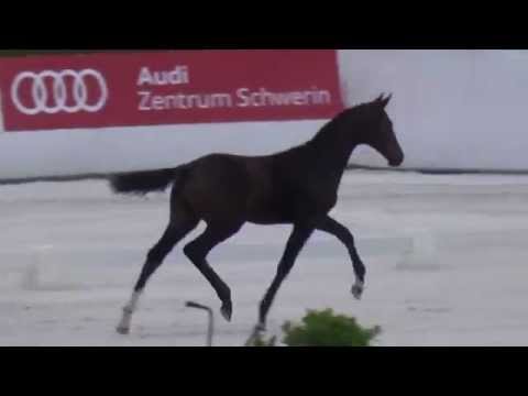 Millenium/ Trak.-Christ filly * 2015 for sale