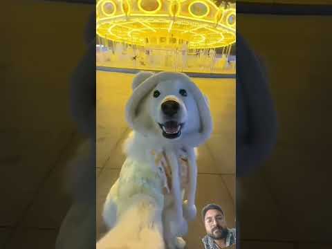 Dog          #chicken #cute #pets #puppy