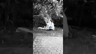 Download lagu Story WA PUTIH SAMPAI MATI mp3 Download lagu Story WA PUTIH SAMPAI MATI mp3