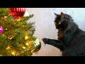 O Christmas Tree (Your Ornaments Are History)