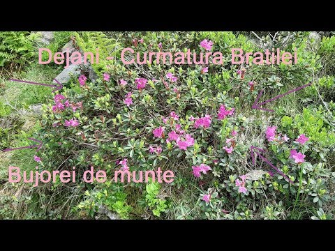 Bujorei de munte -  Dejani - Curmatura Bratilei