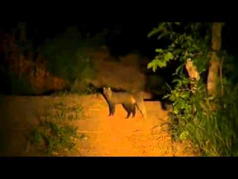 Rare Sighting of a Pair of White-tailed Mongoose March 27,  2016