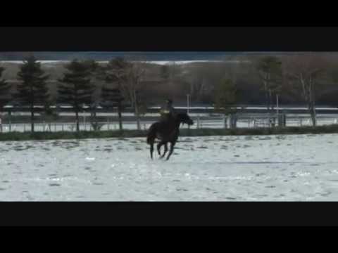 Hybrid Horsemanship (Naughty or Nice)