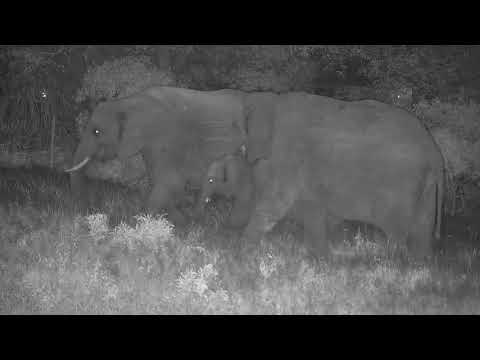 Djuma: Elephants getting a night time drink then feeding - 22:04 - 12/09/20