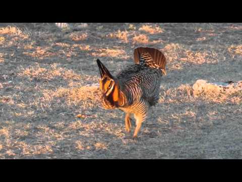 Greater Prairie Chicken Dance