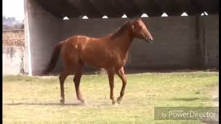 9 Caballos ( Grupo Laberinto )