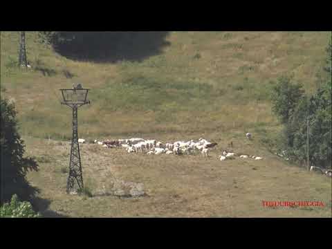 UNA MANDRIA DI MUCCHE A QUOTA 1400 Al COLLE DI TENDA  A LIMONE Pte  (CN) DOM. 15 - 8 - 2021.