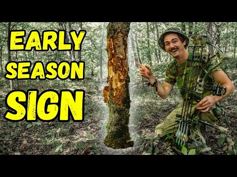 EARLY SEASON Buck Sign!!! - (Should YOU Hunt It???)