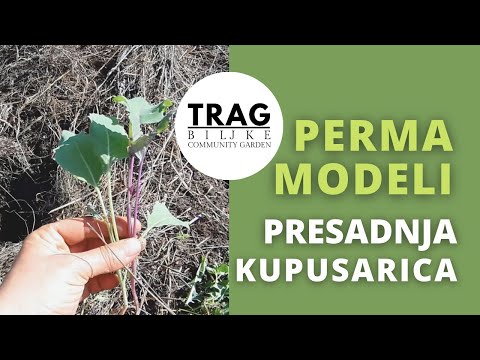 PRESADNJA KUPUSARICA U PERMA MODEL - OKTOBAR (2021) [TRAG BILJKE]