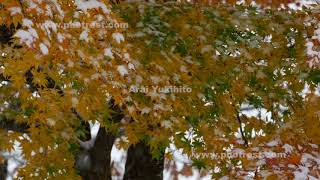 赤城自然園の紅葉