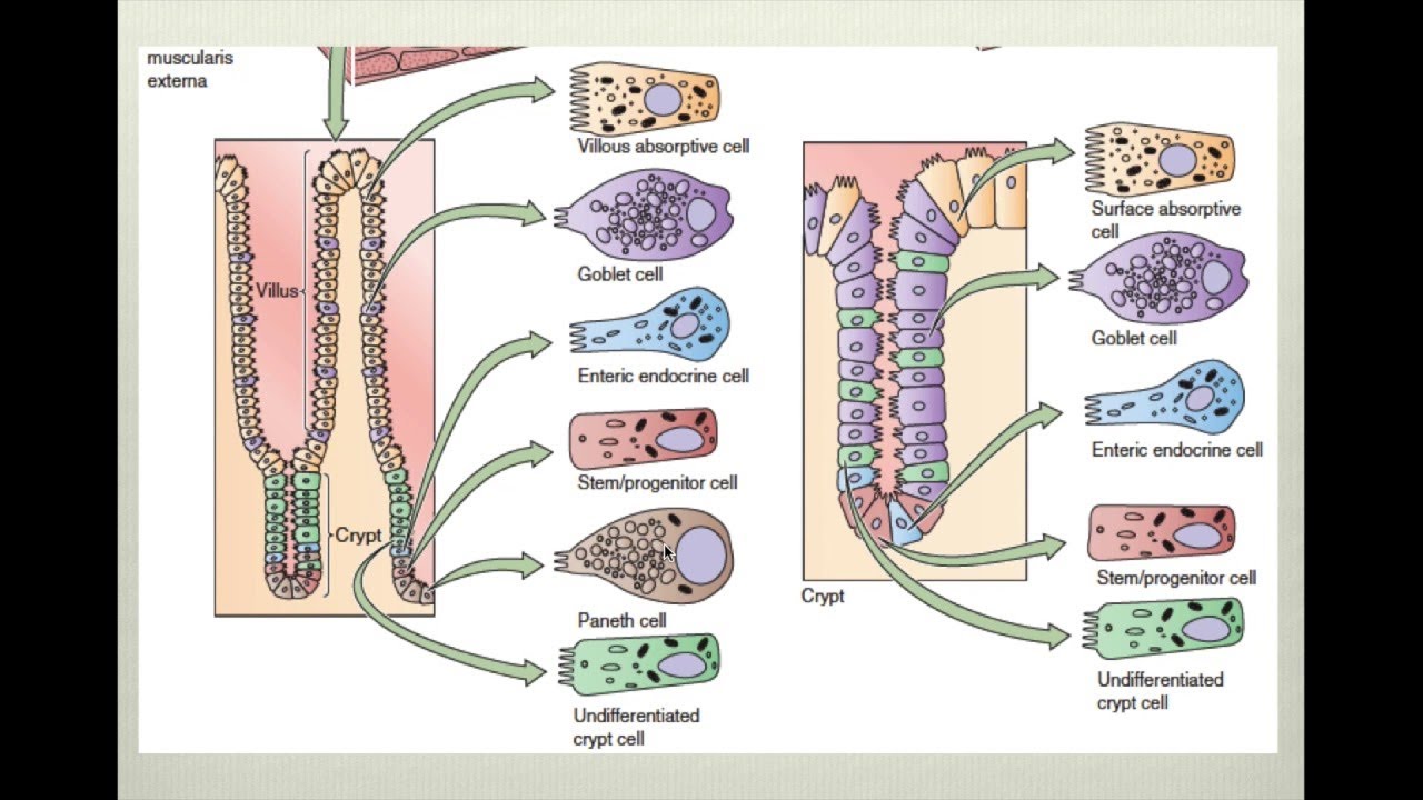 Fisiología intestinal