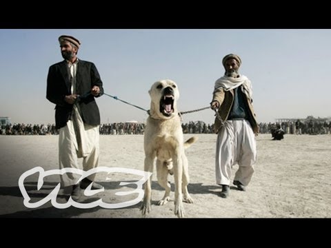Underground Dog Fighting in Afghanistan (Part 1/3)