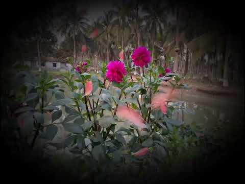 #love #arifa #hilite #everyone #flowers #🥰