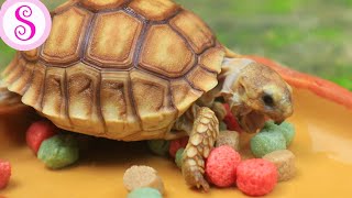 Download lagu Memberi Makan Kura-kura Sulcata Shoffa | Sofia Nature mp3 Download lagu Memberi Makan Kura-kura Sulcata Shoffa | Sofia Nature mp3