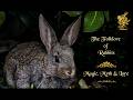 THE FOLKLORE OF RABBITS - Bunny Mythology, Legend, Superstition & Lore. No AI Folklore & History.