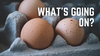 IT IS DEFINITELY THE FEED! [An Update on Chickens Not Laying and the Mission to Solve It]