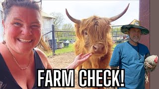 Our Farm Is Busy! Chicks Hatching, Egg Shipping & Farm Chaos! Chicks, Coops & Cattle