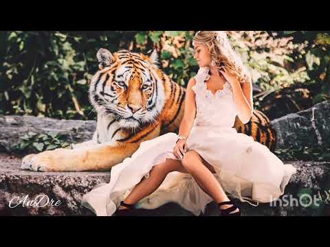 Akcent x Alexunder Base Ft Frissco Song English Song.