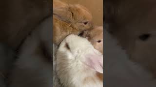 Dwarf Rabbit Rabbits Videos