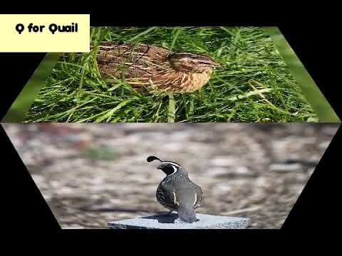 YouTube video about: What bird starts with the letter q?