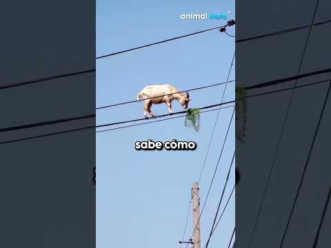 🐐 El lugar más inesperado para encontrar una cabra ⚡😱
