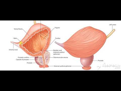 Male reproductive system