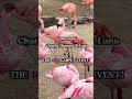 Come Meet REAL LIVE Flaminogs