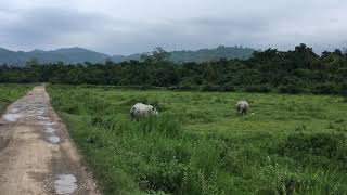 preview picture of video 'Rhinoceros crossing the path during our jeep safari in Kaziranga safari'