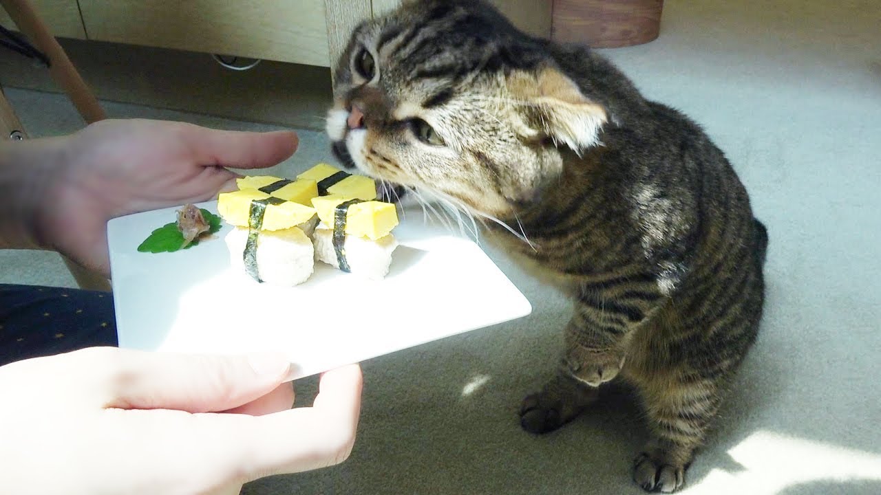 고양이를 위한 계란초밥이 왔어요!