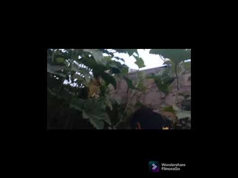 to day is pranathi garden lo harvesting chishinaru pranathi and sisters